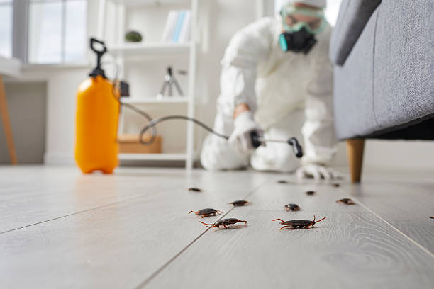 Commercial Rodent Management in Azusa